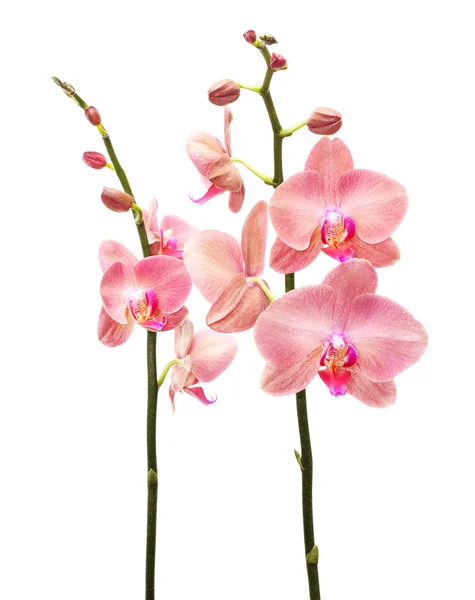 Orchidea virágok elszigetelt — Stock Fotó