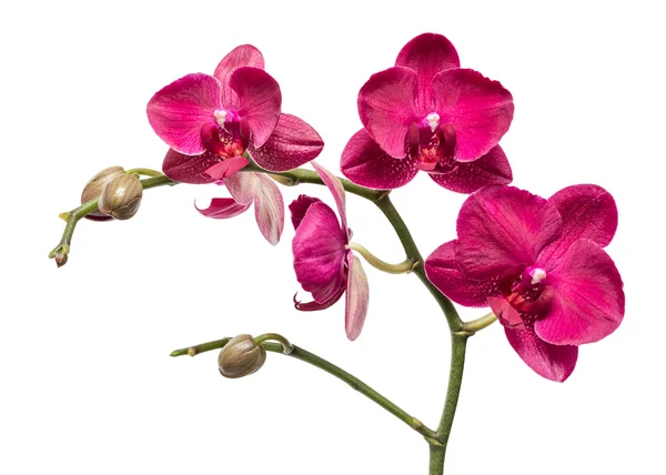 Flores de orquídea isoladas — Fotografia de Stock