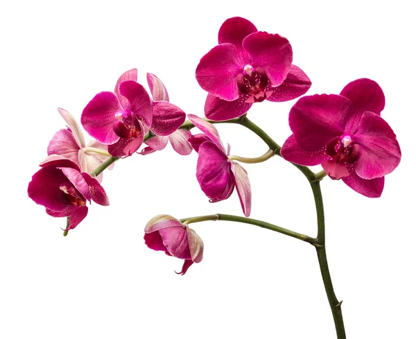 Orchid blommor isolerade — Stockfoto