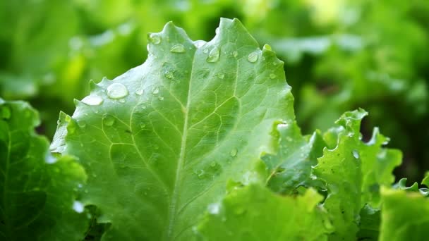 Свежий зеленый салат — стоковое видео