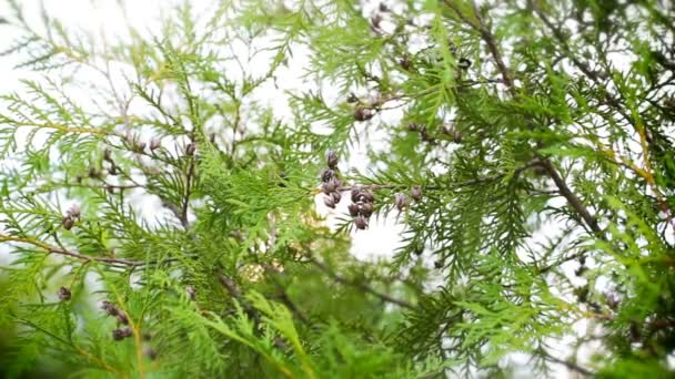 Ciprés árbol verde — Vídeos de Stock