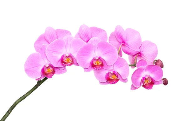 Orquídea rosa — Fotografia de Stock