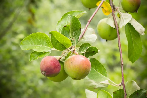 Manzanas maduras —  Fotos de Stock