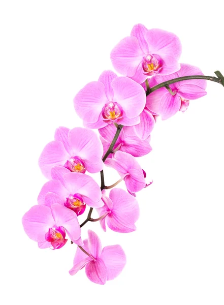 Lyserød orkide - Stock-foto # 