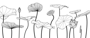 Lotus 'un eli çiçekleri ve yaprakları çizdi. Grafikle çizilmiş çiçek botanik koleksiyonu. Minimum düz yatış stili. vektör illüstrasyonu.