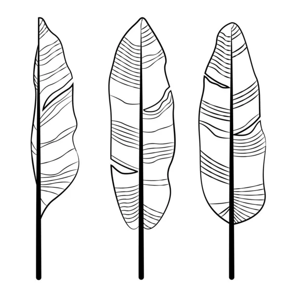 香蕉叶画线条艺术模板向量集 香蕉叶用手绘和素描在白色背景上的线条艺术 — 图库矢量图片