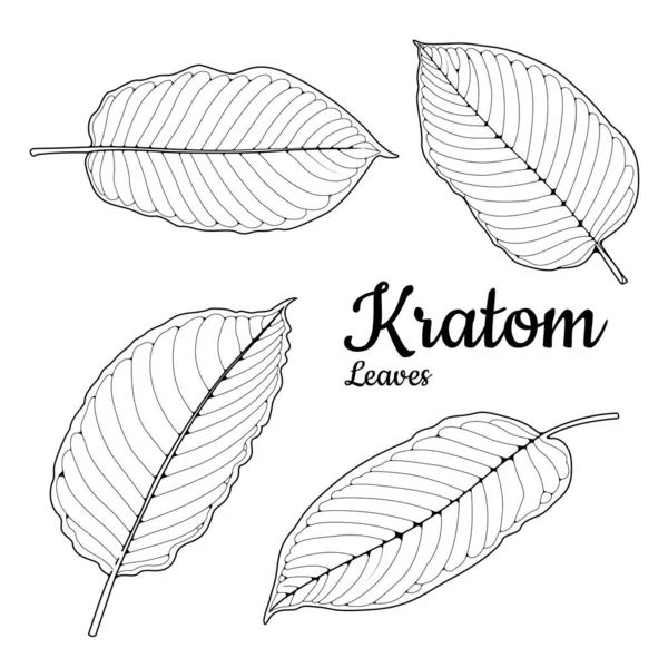 Mitragyna Speciosa Hojas Kratom Sobre Fondo Blanco Ayuda Equilibrar Las — Vector de stock