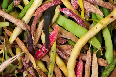 Değişik olgunluktaki dilsiz renkli fasulye karışımı..