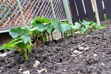 Bahçe toprağında büyüyen bir sıra fasulye..