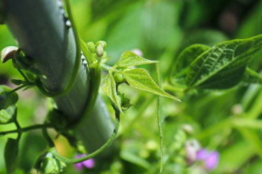 Fasulye saplarının direğe tırmanması..