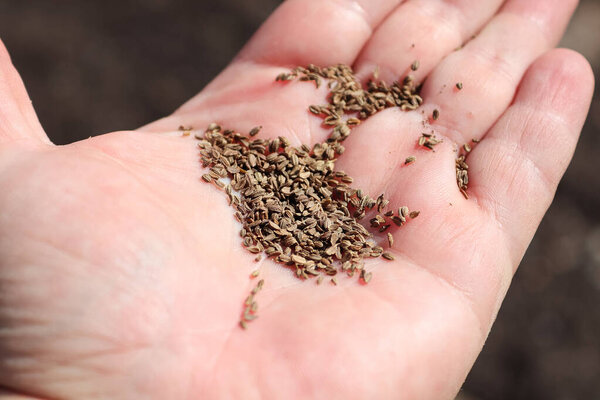 Closeup of carrot seeds on a hand.