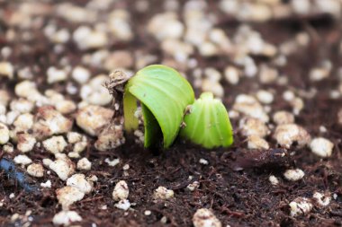 Toprağı yarıp geçen iki genç salatalık..