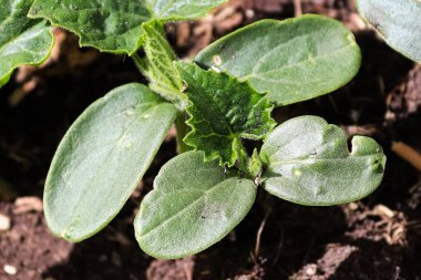 Güneş ışığında büyüyen salatalık fidanlarının makro görüntüsü.