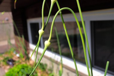 The twisted neck of a garlic scape growing. clipart