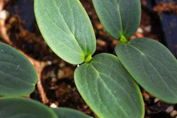 Vista Macro Mudas Pepino Recebendo Suas Verdadeiras Folhas — Fotografia de Stock