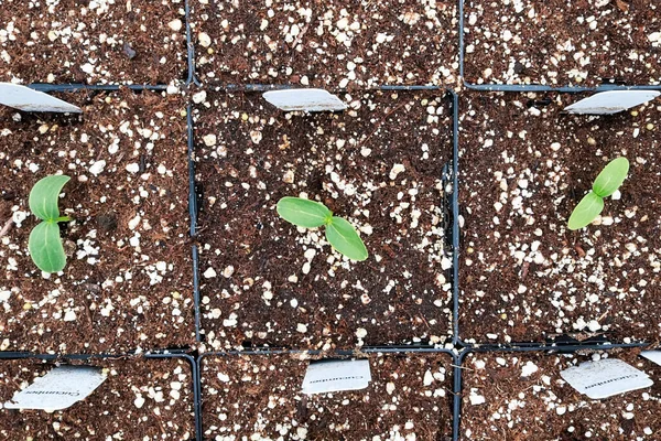 Una Fila Semillas Pepino Con Etiquetas Que Crecen Macetas —  Fotos de Stock