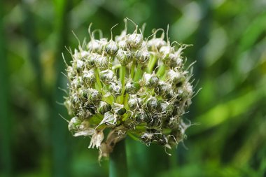 Açık havada olgunlaşan yeşil soğan kapsülleri..