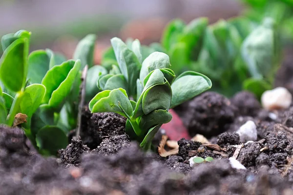 Makroaufnahme Der Neuen Erbsensprossblätter — Stockfoto