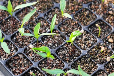 Jenerasyon tepsilerinde büyüyen tatlı biber filizlerinin yakınlaşması.