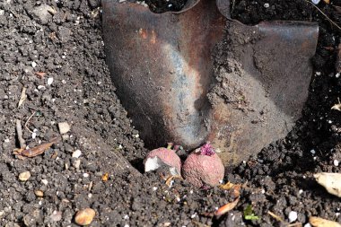 Patates için çukur kazan küreğe yakın çekim..