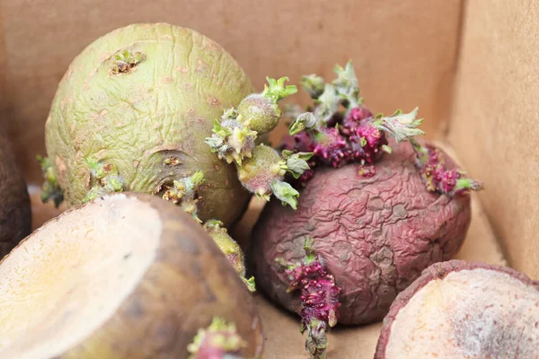 Macro Shoots Greening Potatoes Ready Plant — Stock Photo, Image