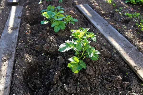 庭で栽培されている丘のジャガイモの列 — ストック写真