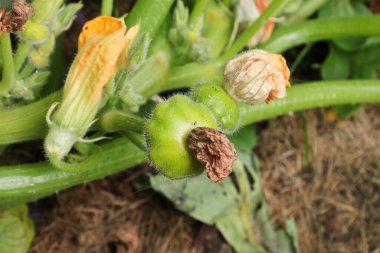 Patty Pan Sqash Çiçekler arasında bir sarmaşıkta yetişir.