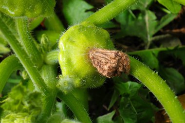 Pattypan kabağında çiçek ucu yakın planda..