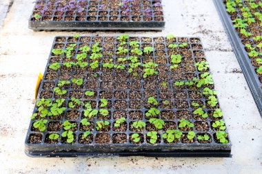 Fesleğen dolu bir filizlenme tepsisi..