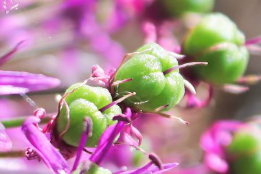 Çiçek açmayı bitirdikten sonra makro soğan tohumları..