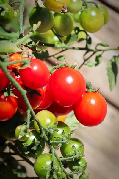 Foto vertical de cachos de tomates em várias fases de maturação — Fotografia de Stock