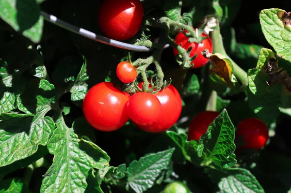 Fechar de tomates de cereja maduros que crescem em uma fábrica — Fotografia de Stock