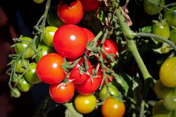 Closeup de um conjunto de tomates vermelhos na videira no jardim — Fotografia de Stock