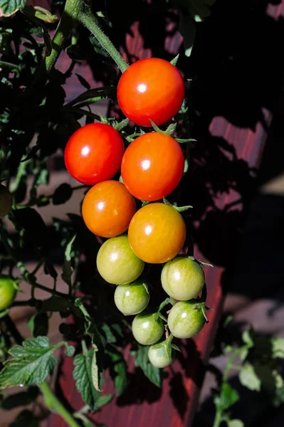 Foto vertical de cachos de tomates em várias fases de maturação — Fotografia de Stock