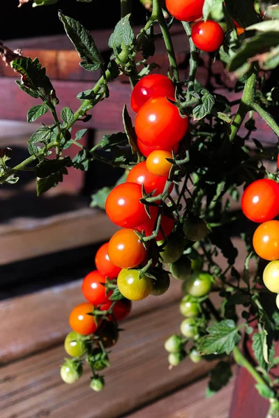 Vertikales Foto von Tomatenbüscheln in verschiedenen Reifegraden — Stockfoto