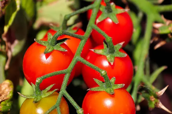 Macro tiro de tomates terminam dicas de uma videira — Fotografia de Stock