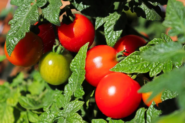 Fechar-se de um grupo de tomates vermelhos entre folhas — Fotografia de Stock