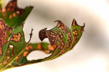 Böcekler yüzünden delikler ve yaprak hasarı