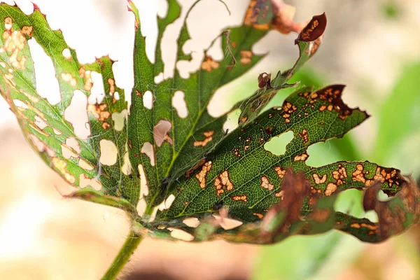 Närbild av ett jordgubbsblad uppätet med hål — Stockfoto