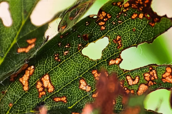 Hål och bladskador orsakade av insekter — Stockfoto