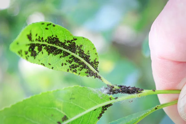 Una infestación de áfidos en la parte posterior de una hoja de cereza —  Fotos de Stock