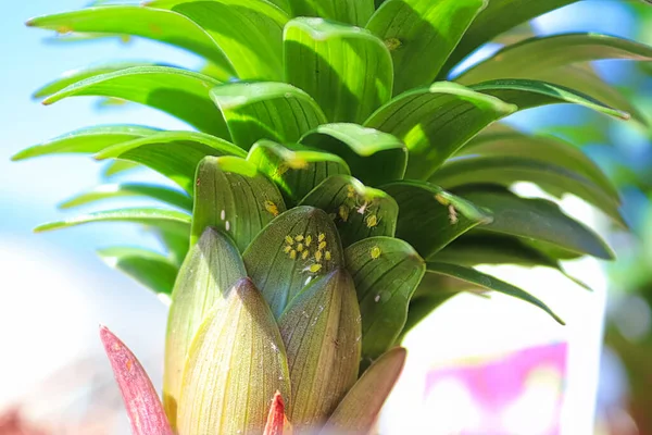 Blattlausbüschel unter Lilienblättern — Stockfoto