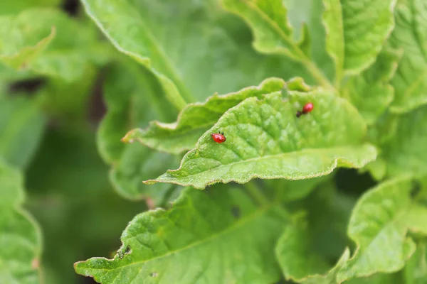 Pequeña larva de escarabajo colorado eclosionada en una planta de patata —  Fotos de Stock