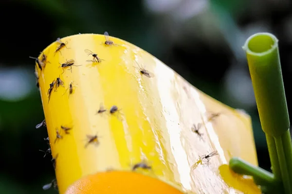 Sarı yapışkan bir tuzağa sıkışmış mantar sineklerinin makro görüntüsü