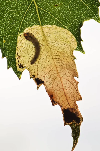 マクロ垂直ビューの葉の幼虫のポケット — ストック写真