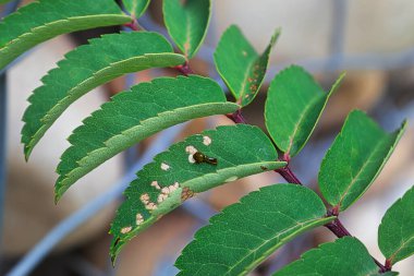 Yapraklara zarar veren küçük bir armut sümüklüböceğinin yakın çekimi
