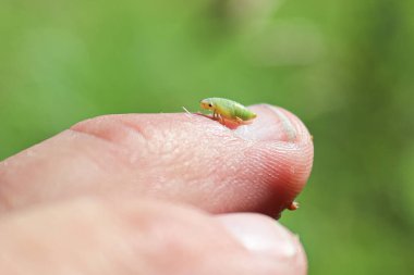 Macro of a green spittlebug nymph on a finger clipart