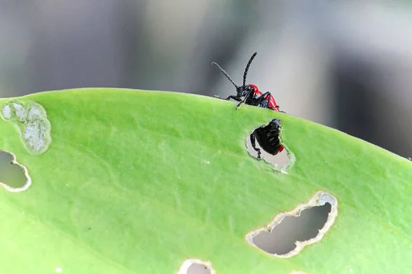 Makro šarlatového brouka na okraji listu lilie — Stock fotografie