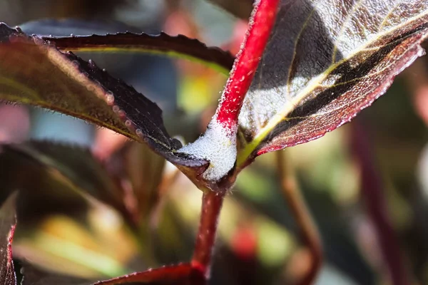 Sluiten van een schuimmassa veroorzaakt door een spittlebug — Stockfoto