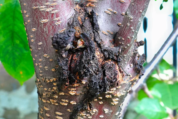 La herida bacteriana supurante en un cerezo —  Fotos de Stock